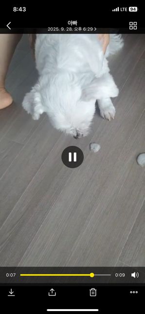 강아지가 갑자기 거품토 원인이 궁금해요의 0번 째 이미지