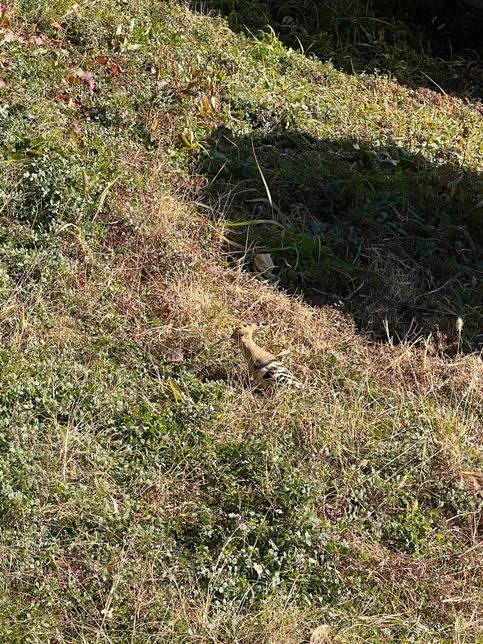 새이름을 알고 싶어요 궁금합니다..의 0번 째 이미지