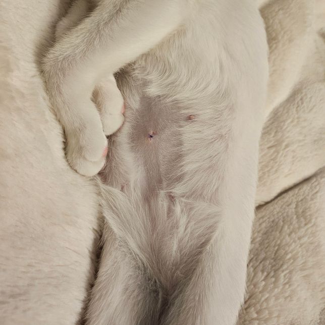 고양이 암컷중성화수술후 상태좀 봐주세요의 1번 째 이미지