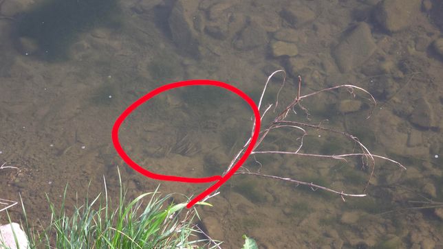 개울가에서 물고기를 봤는데, 이 물고기 이름을 알 수 있을까요?의 0번 째 이미지