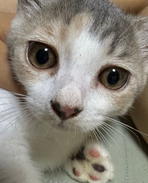 고양이 눈 주변 빨개졌는데 어떡하나요?의 2번 째 이미지