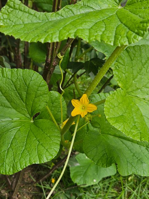 이게 어떤 꽃인지 알 수 있을까요? 열매도 열리는지..의 0번 째 이미지