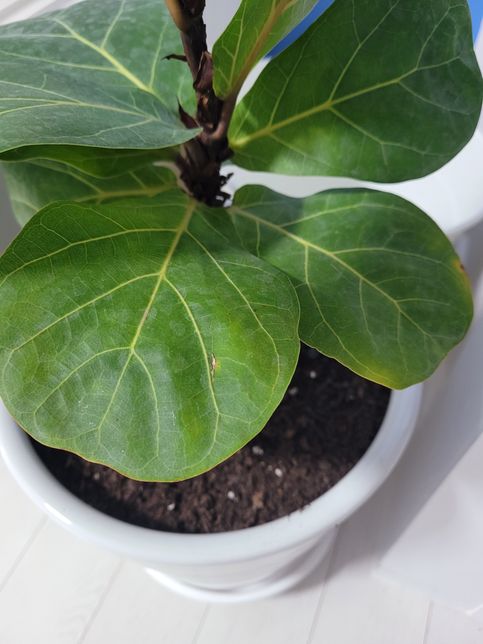 거실에서 키우는 고무나무 사진 봐주세요~~의 0번 째 이미지