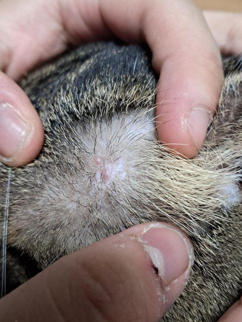 고양이 귀 밑에 뭔가 생긴거 같아요 병인가요?의 0번 째 이미지