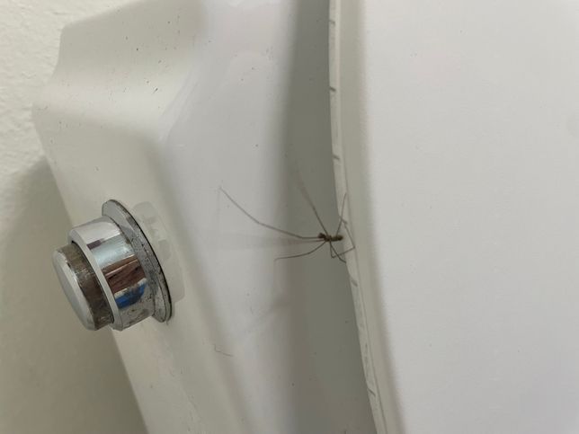 집에서 자주 보이는디 무슨 거미인가요 ??의 0번 째 이미지