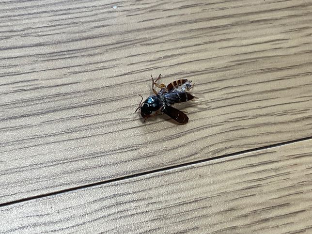 이전 글에서 바퀴벌레 맞냐고 물어본 사람인데요..(사진O)의 1번 째 이미지