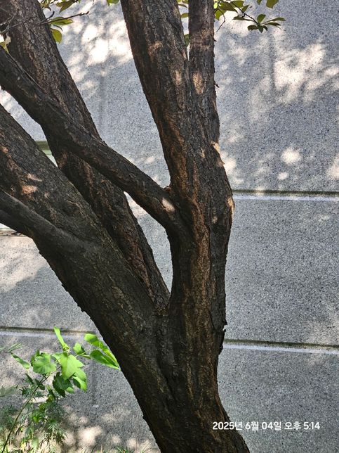 아파트에 있는 나무이름이 궁금하네요의 1번 째 이미지