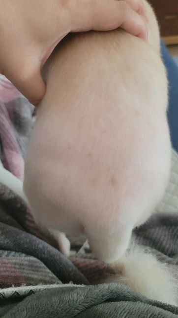 강아지 등쪽에 피부가 이상해요 ㅠㅠㅠ의 1번 째 이미지