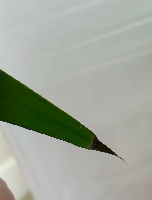 ‘유카‘ 라는 식물 잎 끝에 상한부분을 잘라줘야하나요?의 0번 째 이미지