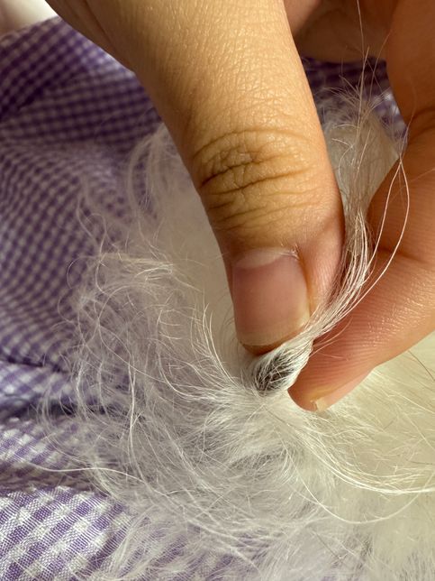 강아지 꼬리 끝에 원래 까맣나요???의 1번 째 이미지