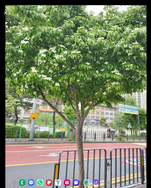 사진의 나무의 종류를 알고싶습니다 알려주세요의 0번 째 이미지