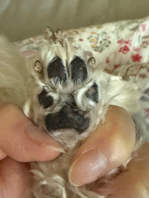 강아지 발바닥이 너무 약한데 개선이되나요?의 0번 째 이미지