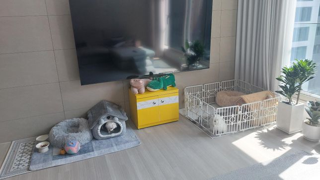 12살 말티즈, 3개월 포메 관련 질문입니다의 0번 째 이미지