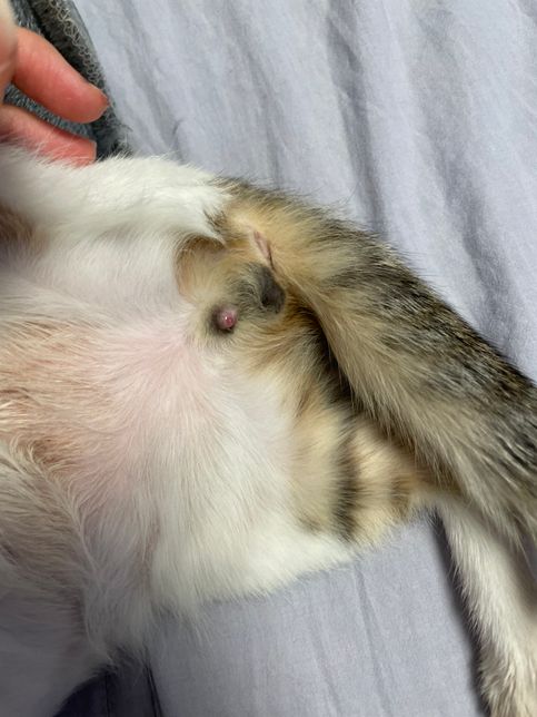 여자 고양이 생식기 병원 가봐야하나요의 0번 째 이미지