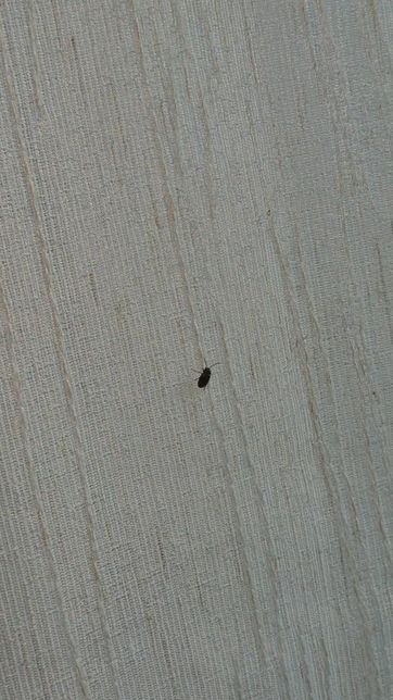 바퀴벌레인지 봐주세요 ㅜ 이거 무슨 벌레인가요의 3번 째 이미지