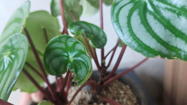 수박페페 상태가 안좋은지 봐주세요 ㅠ의 1번 째 이미지