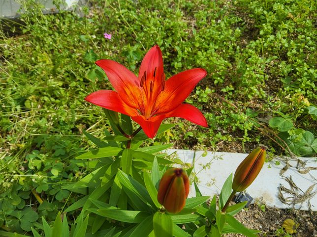 나리 종류 같은데 이 꽃의 정확한 이름을 알고 싶어요.의 0번 째 이미지