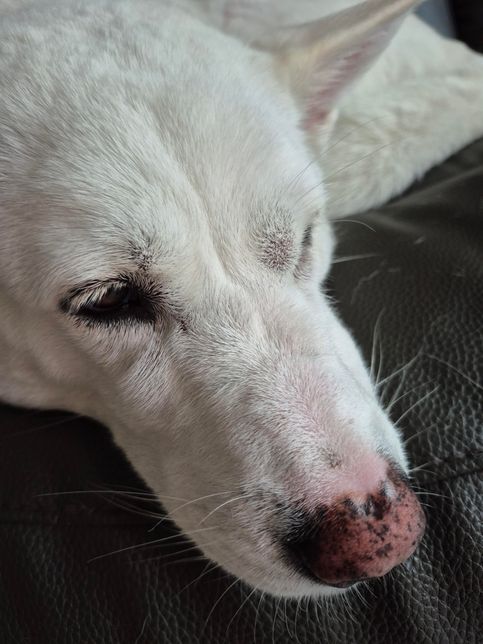 강아지 얼굴 혹 질문이요 급합니다..의 0번 째 이미지