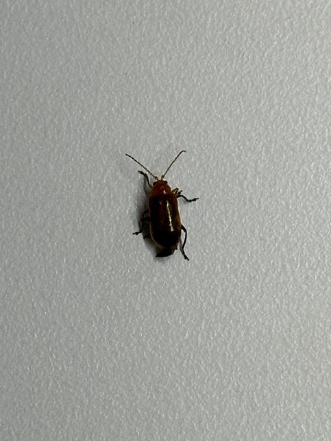 이거 무슨벌레인가요? 바퀴벌레는 아닌 거 같은데의 1번 째 이미지