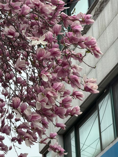 이 나무에 핀 꽃의 이름과 꽃말이 뭔가요ㅠㅠ의 0번 째 이미지