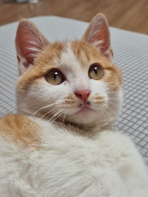 치즈고양이 얼굴에 검은 점이 갑자기 생겼어요.의 0번 째 이미지