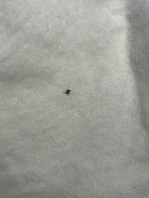 이런 벌레가 나왔는데 잘 아시는 분 있을까요 ??의 0번 째 이미지