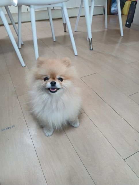 저희 집에서 키우는 포메라니안인데 포메라니안 맞나요?의 1번 째 이미지