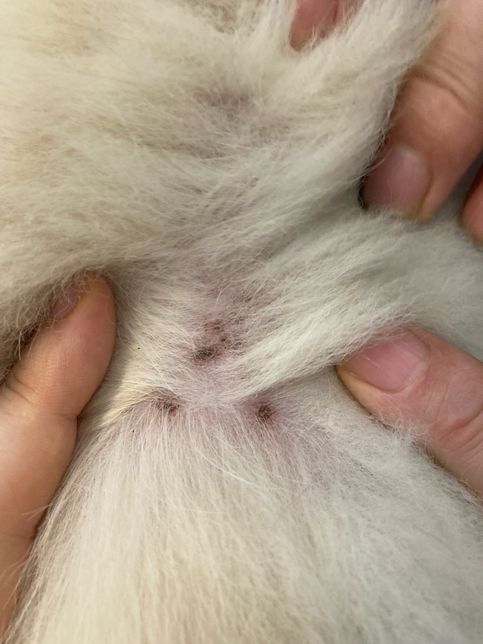 강아지 털 변색,피부에 점같은게 있는데 이게 뭘까요?의 0번 째 이미지
