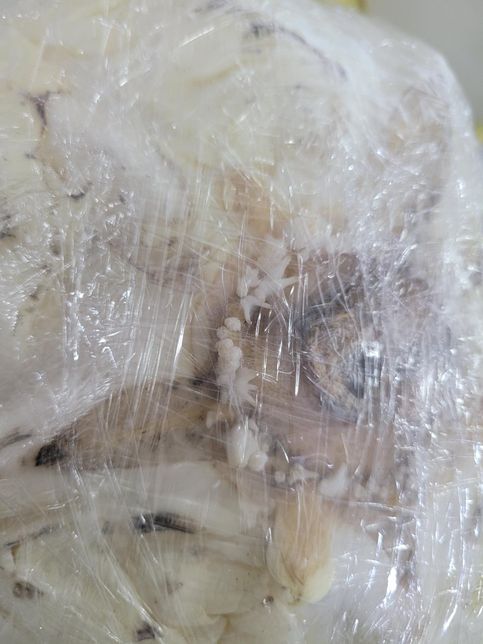 양배추 이거 먹어도 되는 건가요? 아는 분들 답변 기다립니다의 0번 째 이미지