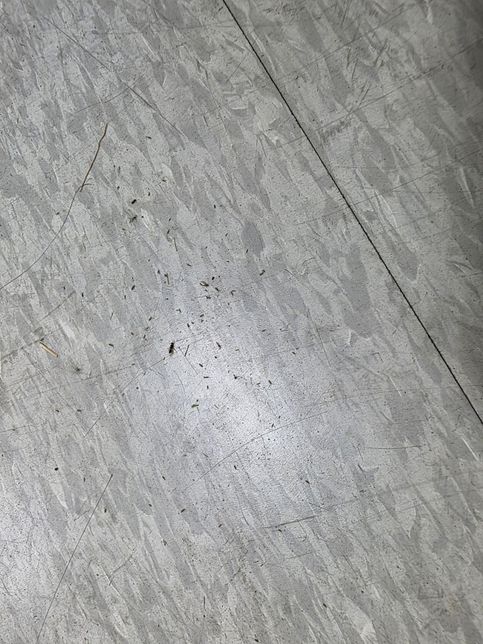 사무실 바닥에 생기는 아주 작은 벌레들..의 0번 째 이미지