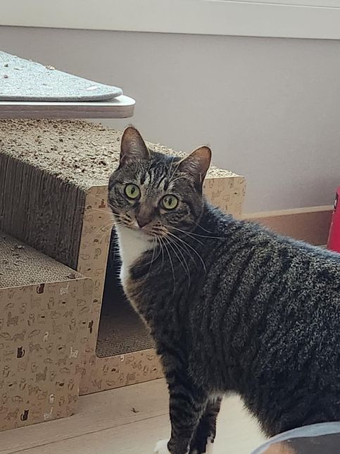 고양이 눈 반점 어떤문제가 있는 걸까요?의 0번 째 이미지