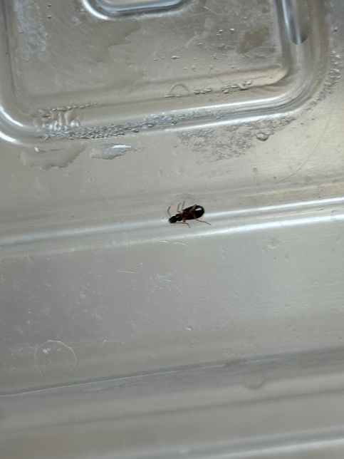 이 벌레 새끼 바퀴벌레 아니겠죠..?의 0번 째 이미지