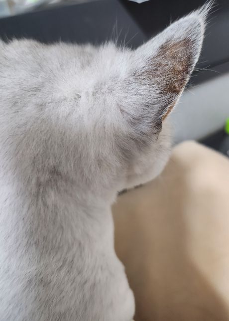 고양이 귀에 이거 링윔일까요?ㅠㅠ 뭐죠의 0번 째 이미지