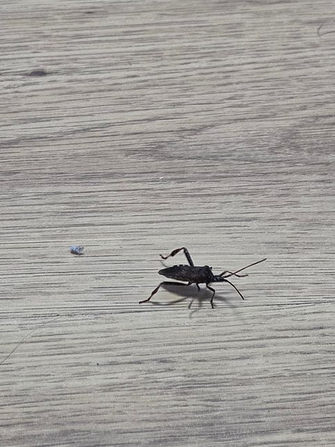 집에서 나온 벌레인데 이게 무슨 벌레인가요?의 0번 째 이미지