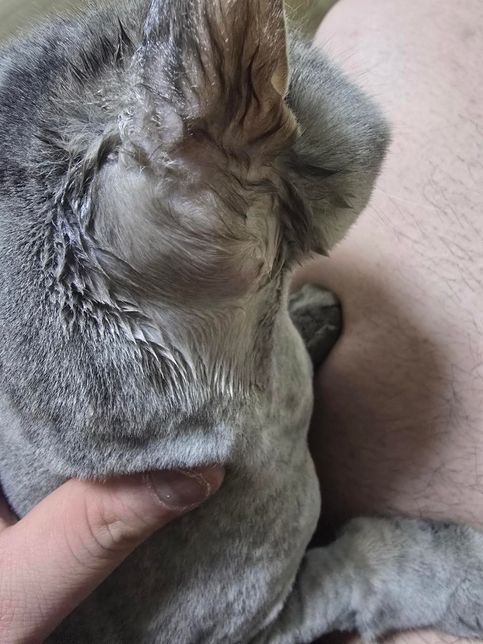 고양이 귀 뒤쪽 상태좀 봐주세요 왜 이러는걸까요??의 1번 째 이미지