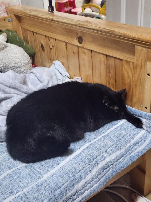 저희 고양이 건강한거같는데 왜 이러는걸까요?의 0번 째 이미지