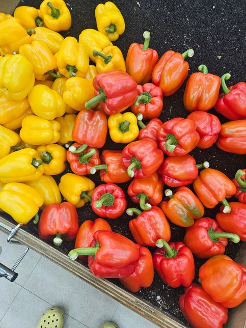 파프리카는 색깔이 여러가지던데 맛이나 영양분소가 다른가요?의 0번 째 이미지