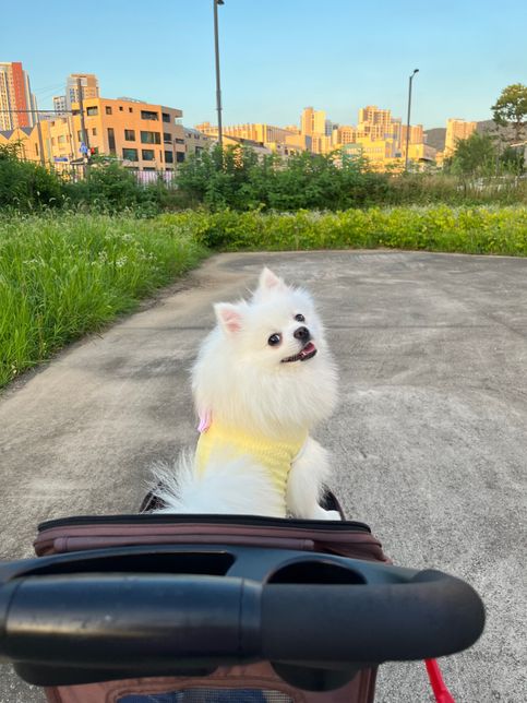 울집 포메라니안 암컷 왜케 짖을까요 ?의 0번 째 이미지