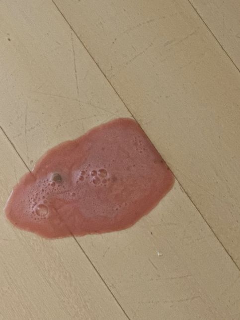 강아지가 피가 섞인 토를 했습니다..의 0번 째 이미지