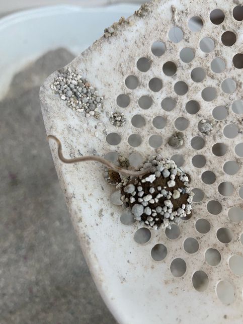 고양이똥에서 이상한게나왔어요 기생충인가요??의 0번 째 이미지