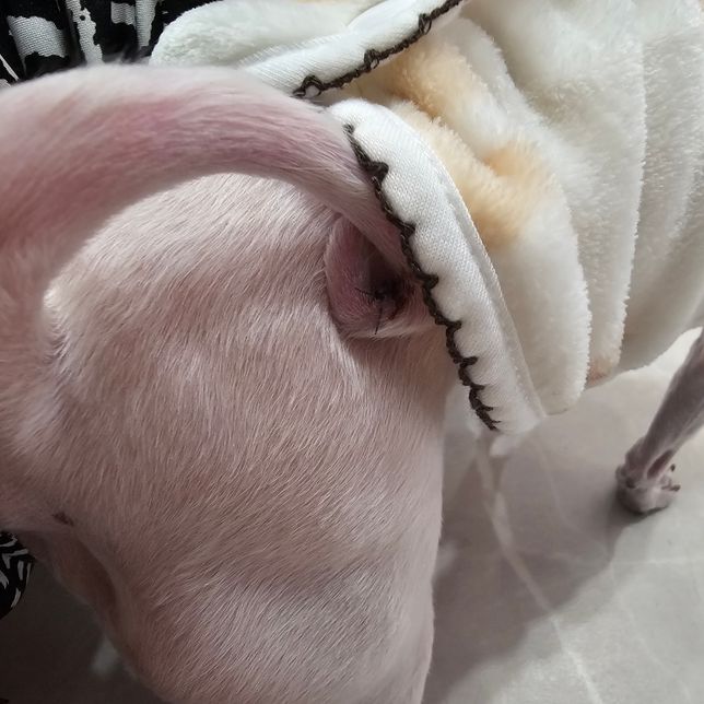 강아지 봉합수술 실밥을 넥카라 잠시 빼둔사이 뜯어버렸는데 바로 병원가야할까요?의 0번 째 이미지