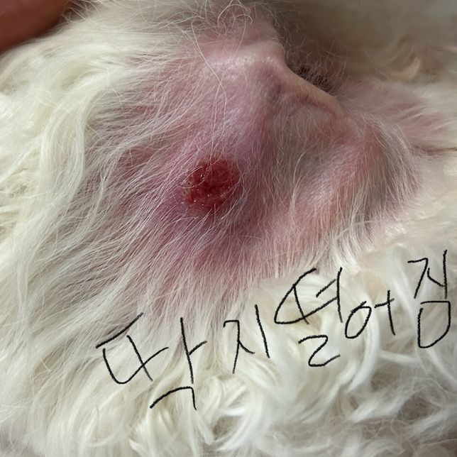 강아지 귀에 염증생김, 혈관이 터진건가요?의 1번 째 이미지