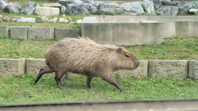 왜 비수도권 지역 동물원에 카피바라는 야외 방사장이 있는 동물원이 아닌 실내 동물원에만 사육되고 있나요?의 0번 째 이미지