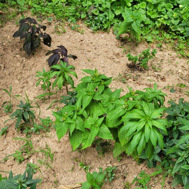 아파트 앞 화단은 누구의 공간인지 궁금합니다.의 1번 째 이미지