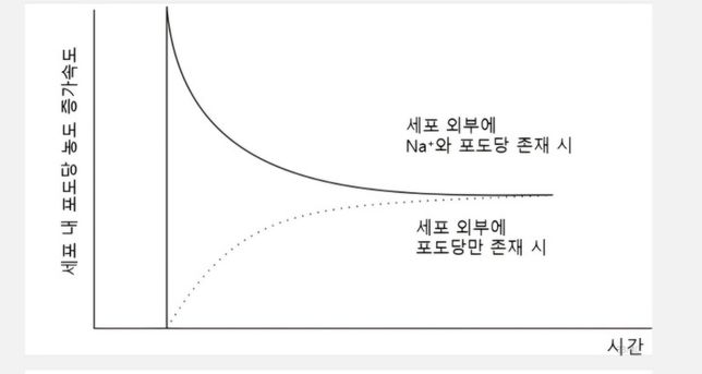 세포 내 포도당 농도 증가속도가 왜 저렇게 되나요?의 0번 째 이미지