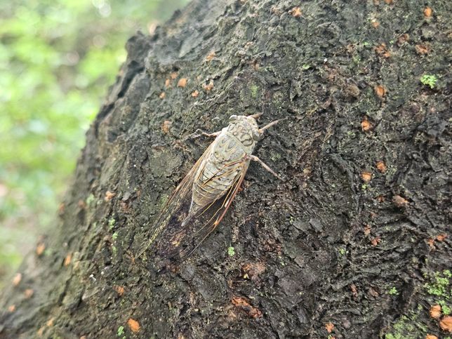 이건 어떤 매미 종류인지 알 수 있을까요?의 0번 째 이미지