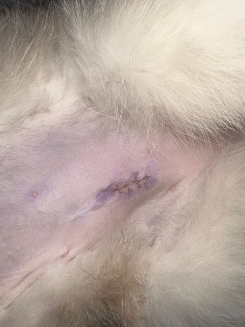 암컷 고양이 중성화수술2주됐어요 다 아문건가요?의 0번 째 이미지