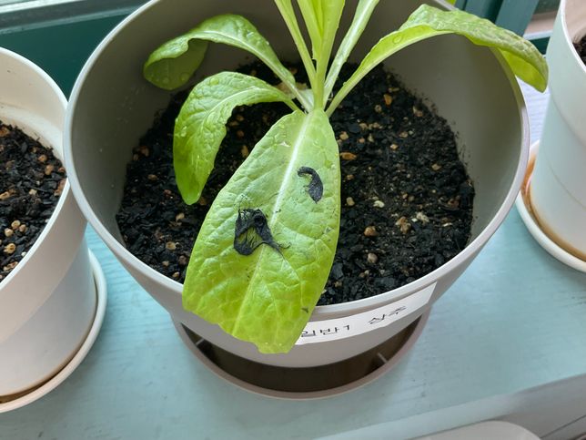 잿빛곰팡이 감염시키는법에 대하여 알려주세요의 2번 째 이미지