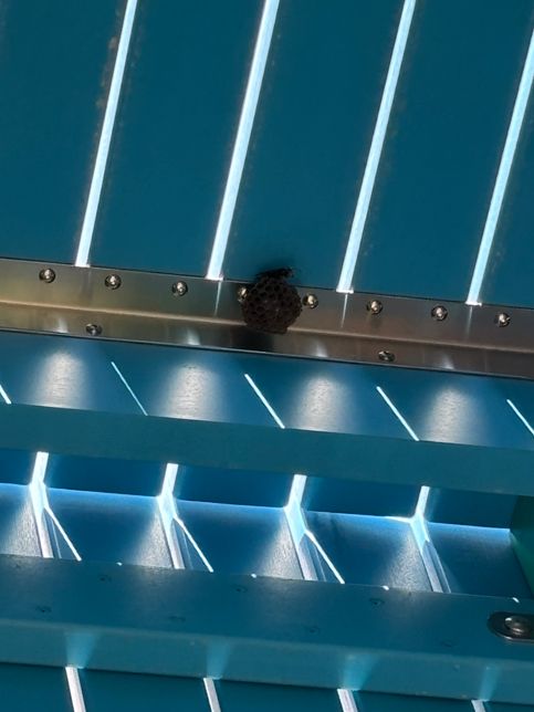 벌집만들고 있는건가요? 위쪽 그늘에 벌집 만드는건 말벌인가요 꿀벌인가요의 0번 째 이미지