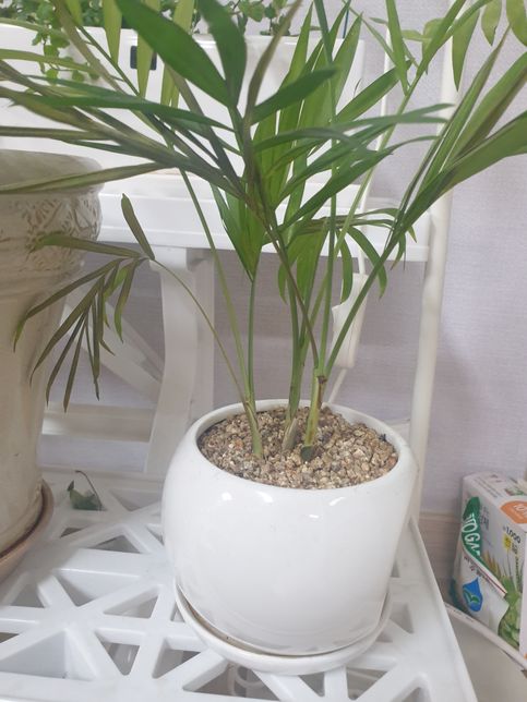 식물이 시들고 상태가 안좋아요...의 2번 째 이미지